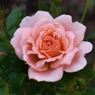 Peach Clementine