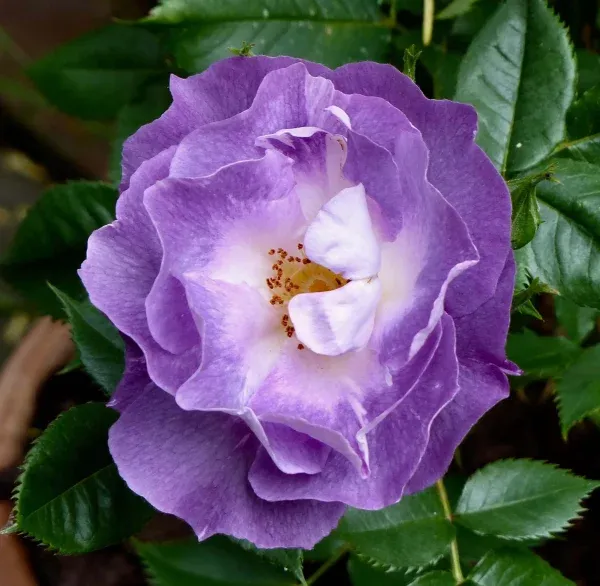 Blue for You