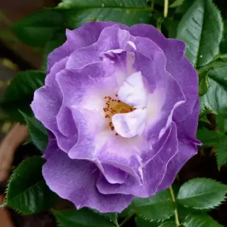 Blue for You
