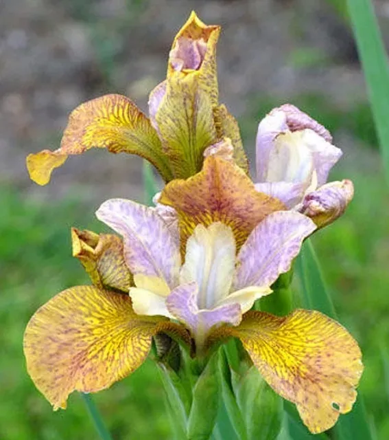 Sibirinis vilkdalgis ‘Peacock Ginger Twist’ — 1 nuotrauka