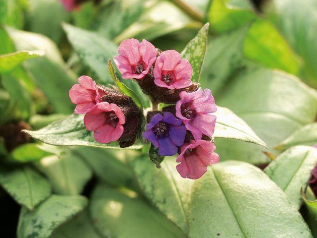 Lungwort - Pulmonaria 'Silver Bouquet' — photograph 2