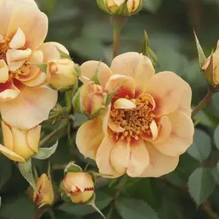 Bienenweide Berenstein
