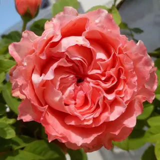 Corail Gelee