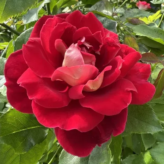 Mystique Ruffles — 1. fotogrāfija
