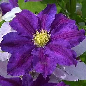 Lavender Beauty — 1 nuotrauka