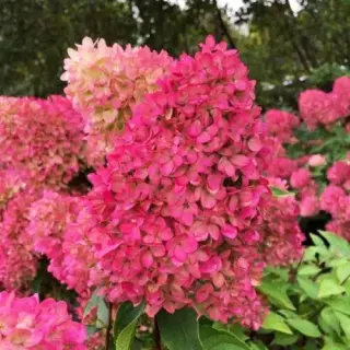 Petite Flori