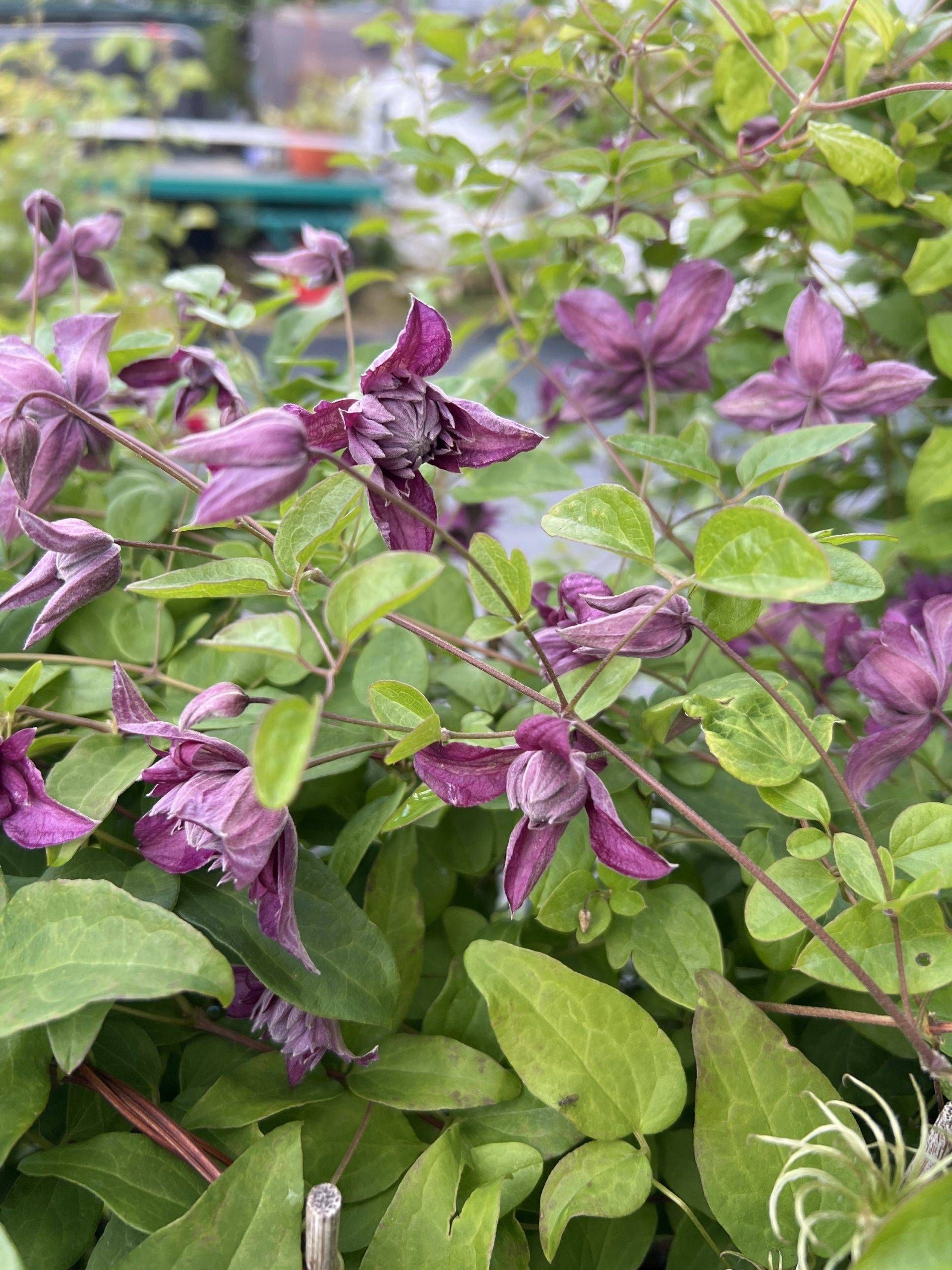 Purpurea Plena Elegans — 2. foto