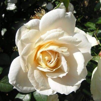Lions Rose — 2. fotogrāfija