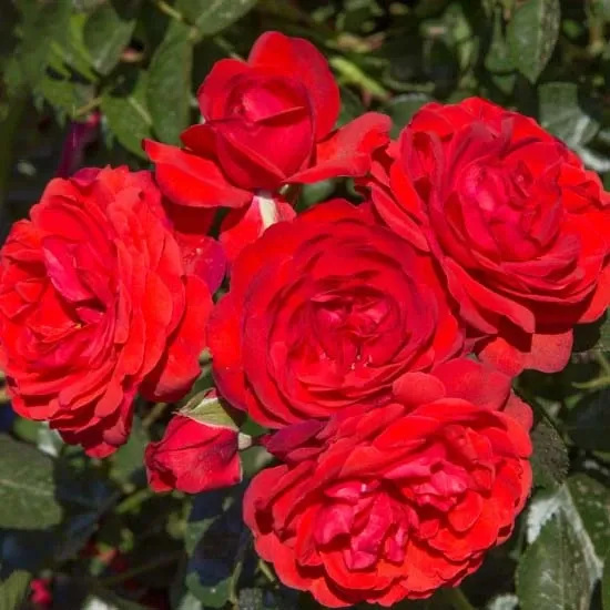 SCARLET BONICA® — 1. fotogrāfija