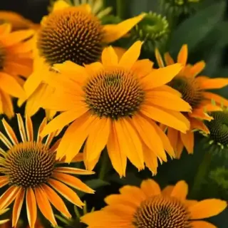 Coneflower 'Pearl Sunny'