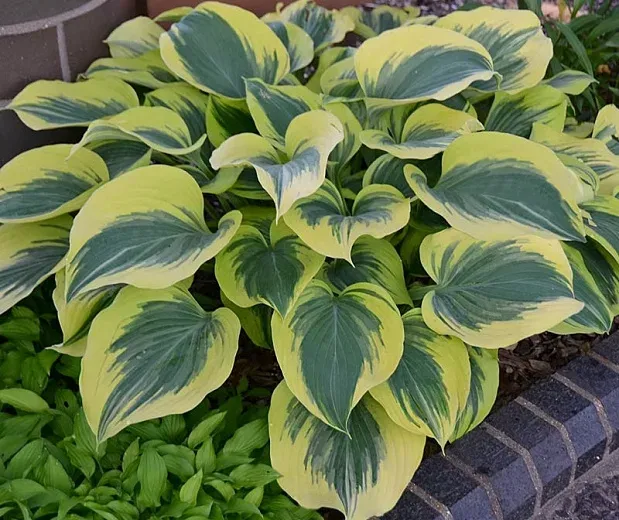 Hosta 'Liberty' — photograph 1