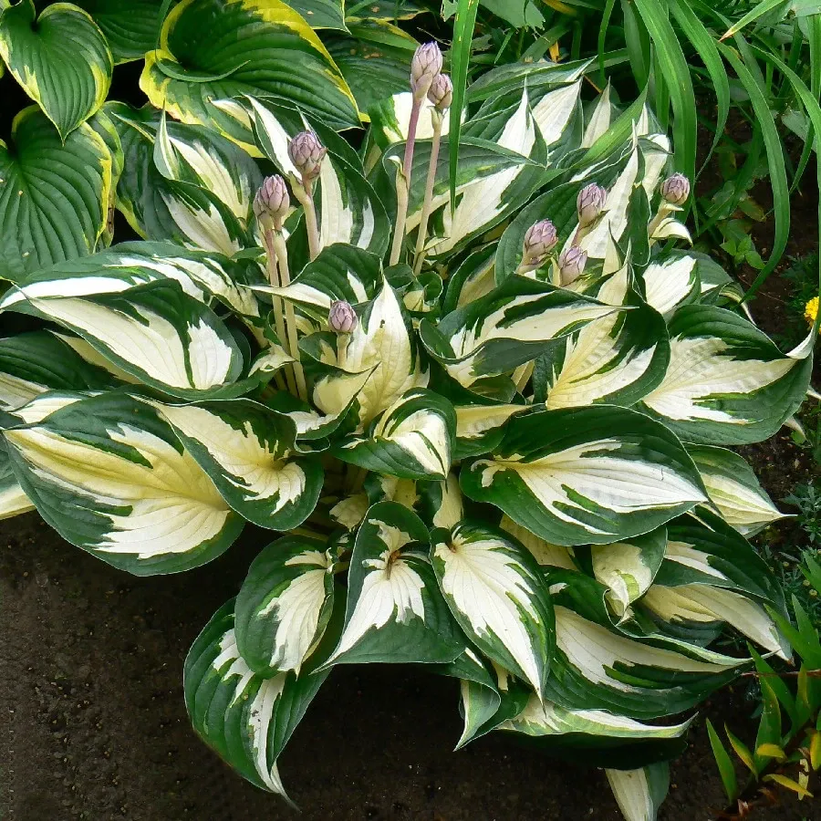 Hosta Fire and Ice