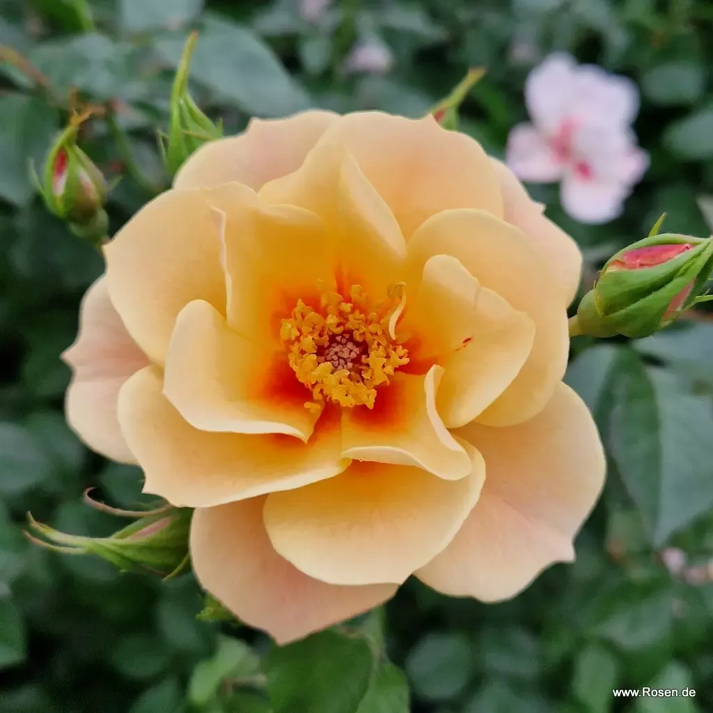 See You in apricot — photograph 1
