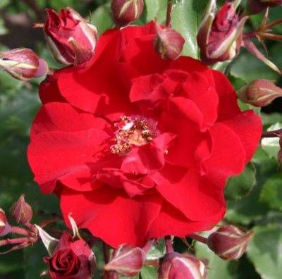 Roter Korsar — photograph 1