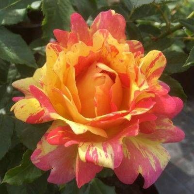 Rose des Cisterciens — 1. fotogrāfija