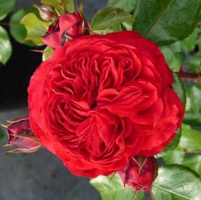 Red Leonardo da Vinci — 1. fotogrāfija