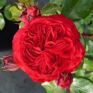 Red Leonardo da Vinci