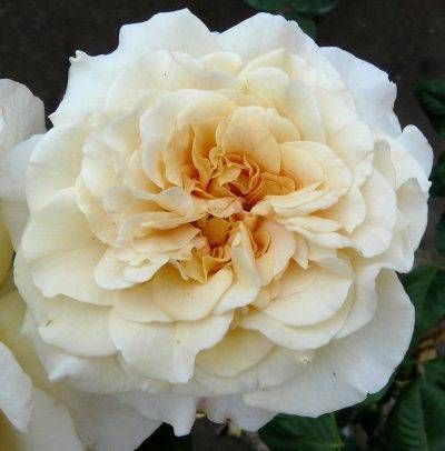 Comtessa — 1. foto