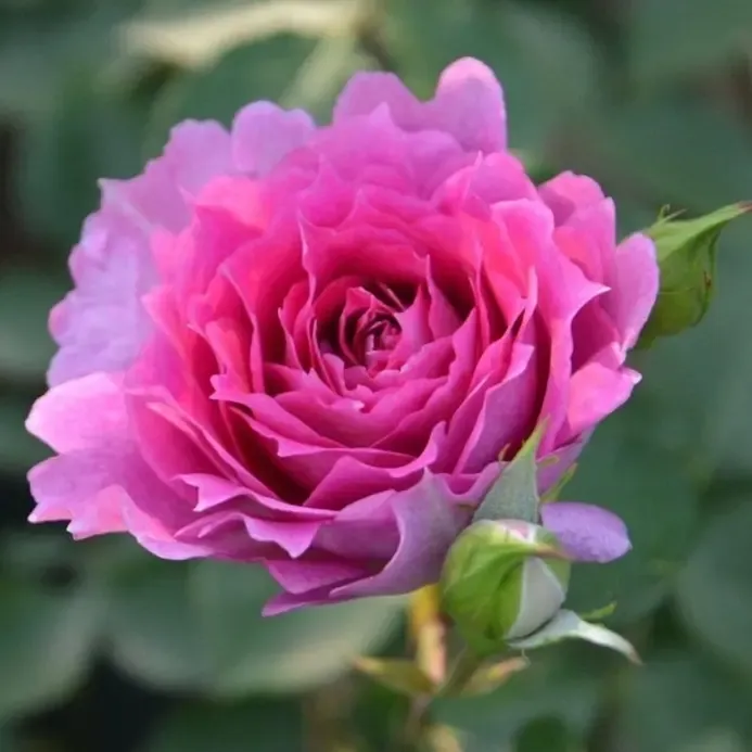 Princesse d'Orient (Sheherazade) — 1. fotogrāfija