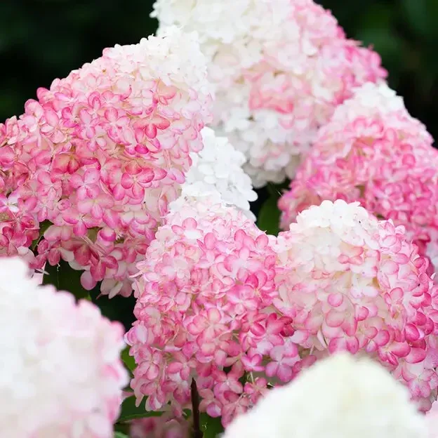 Living Pink Rose — photograph 1