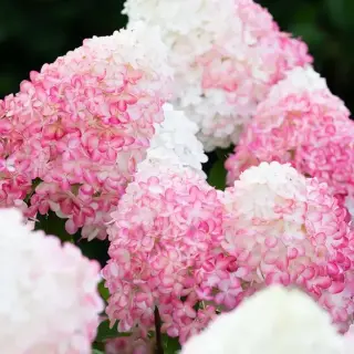 Living Pink Rose