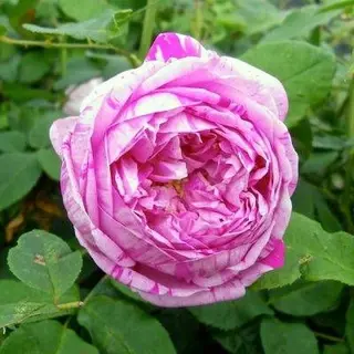 Honorine de Brabant