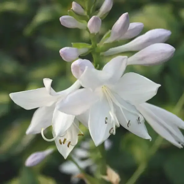 Hosta 'Cathedral Windows' — 2. foto