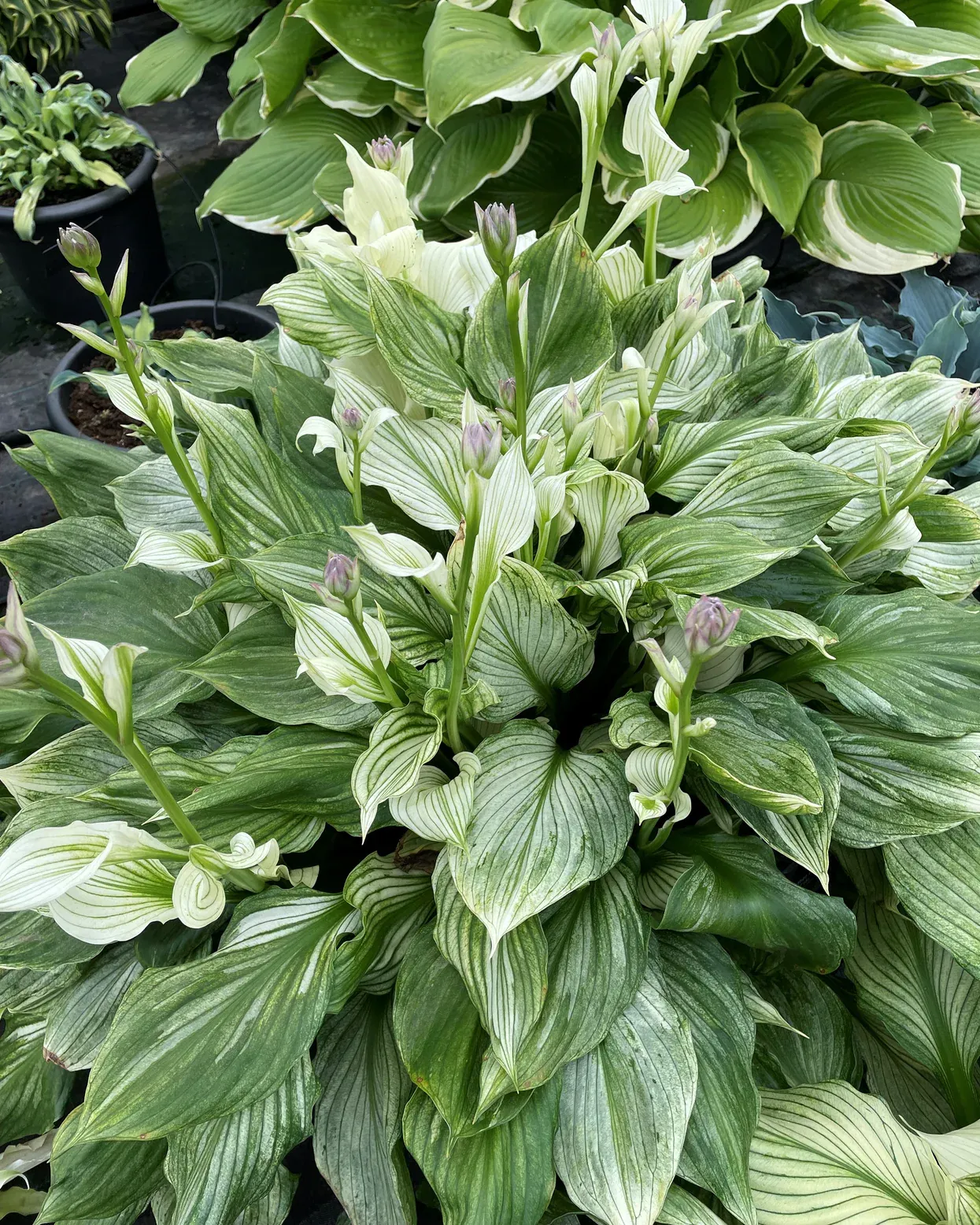 Hosta 'Zebra Stripe' — photograph 1