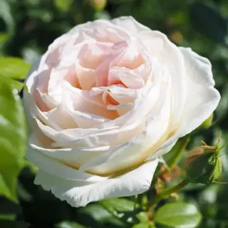 CAMILLE CLAUDEL®