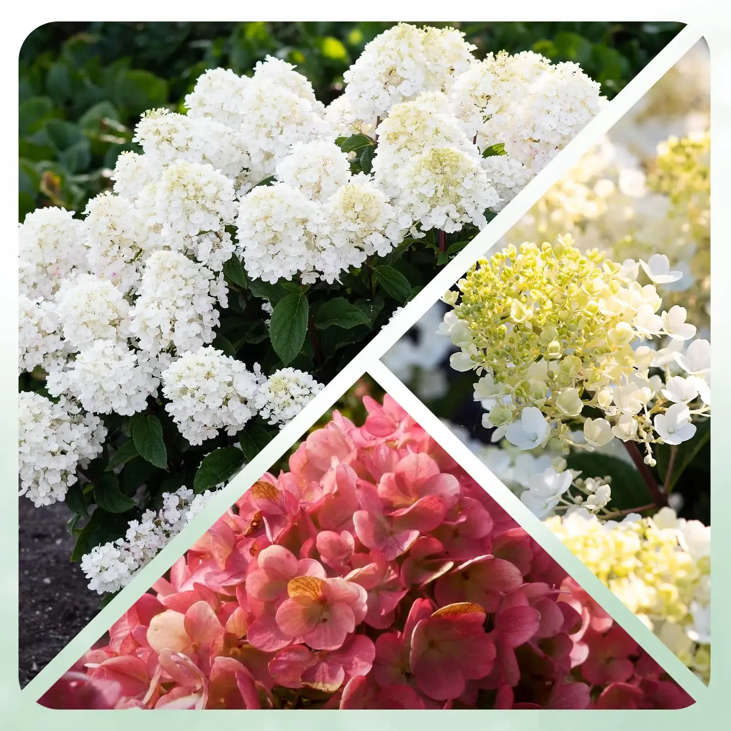 Living Little Blossom — photograph 1