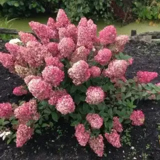 Sundae Fraise