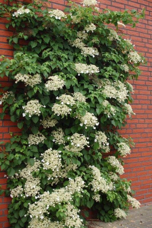 Vīteņhortenzija, 60/80cm