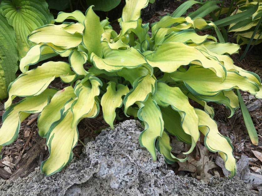 Hosta 'RIPPLE EFFECT' — 1. foto