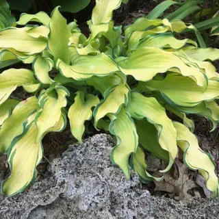Hosta 'RIPPLE EFFECT'