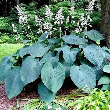 Hosta Blue Angel