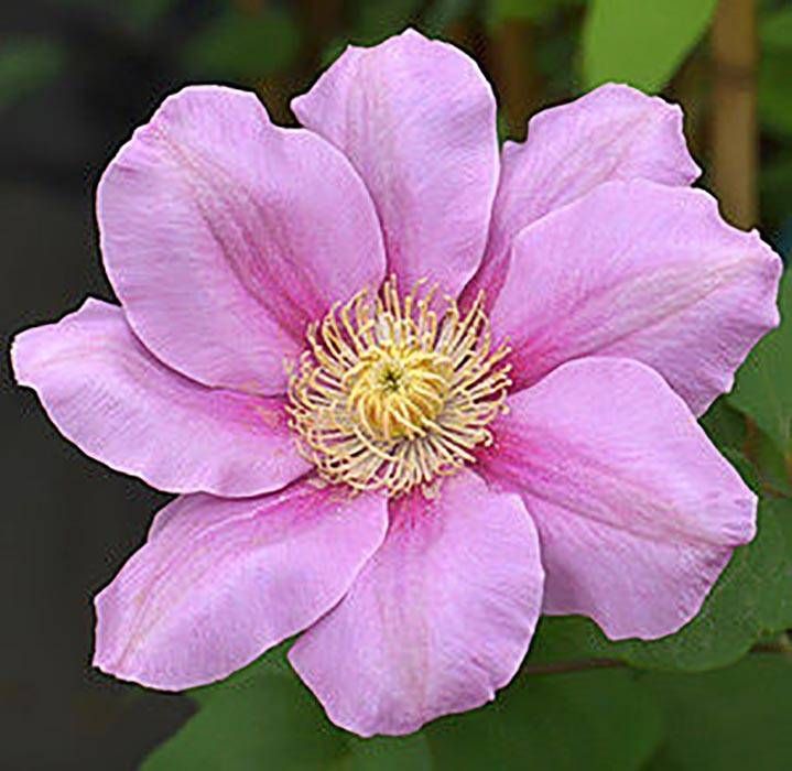 Pink Beauty — 1 nuotrauka