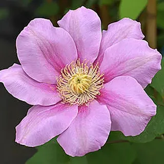 Pink Beauty