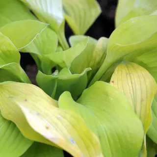 Hosta 'August Moon'
