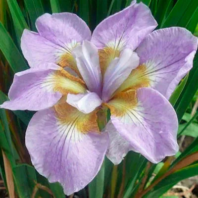 Īriss Sibīrijas RIKUGI SAKURA — фотография 1