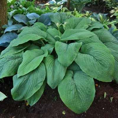 Hosta T Rex — 1. foto