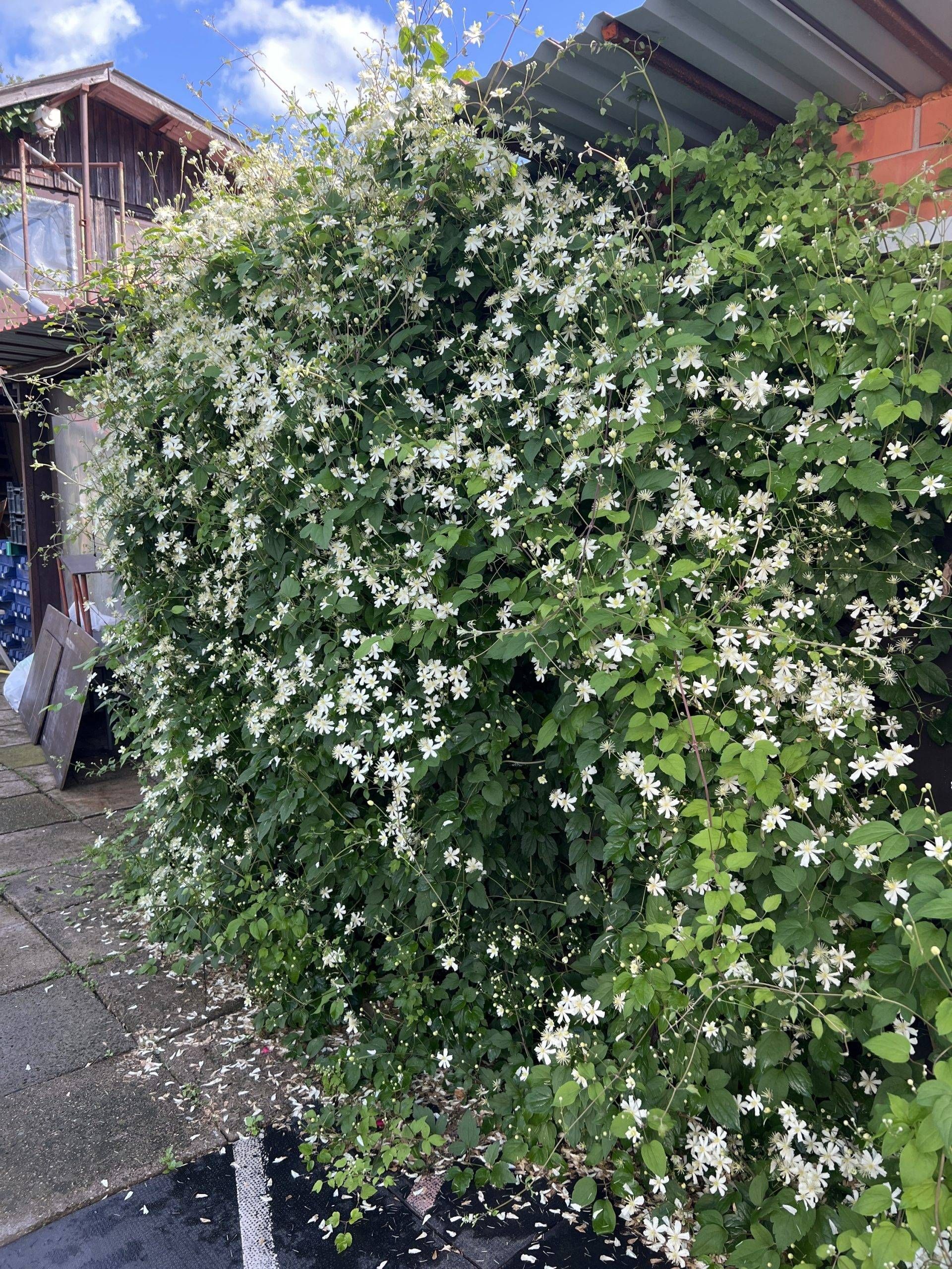 Fargesioides — 3. fotogrāfija