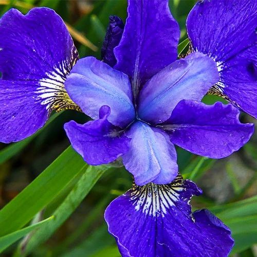 Siberian iris 'Ever Again' — photograph 1