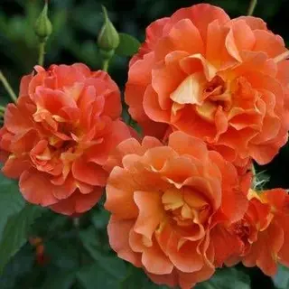 Westerland