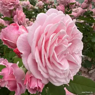 Rosengrafin Marie Henriette