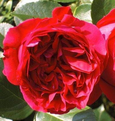 Red Eden Rose — photograph 1