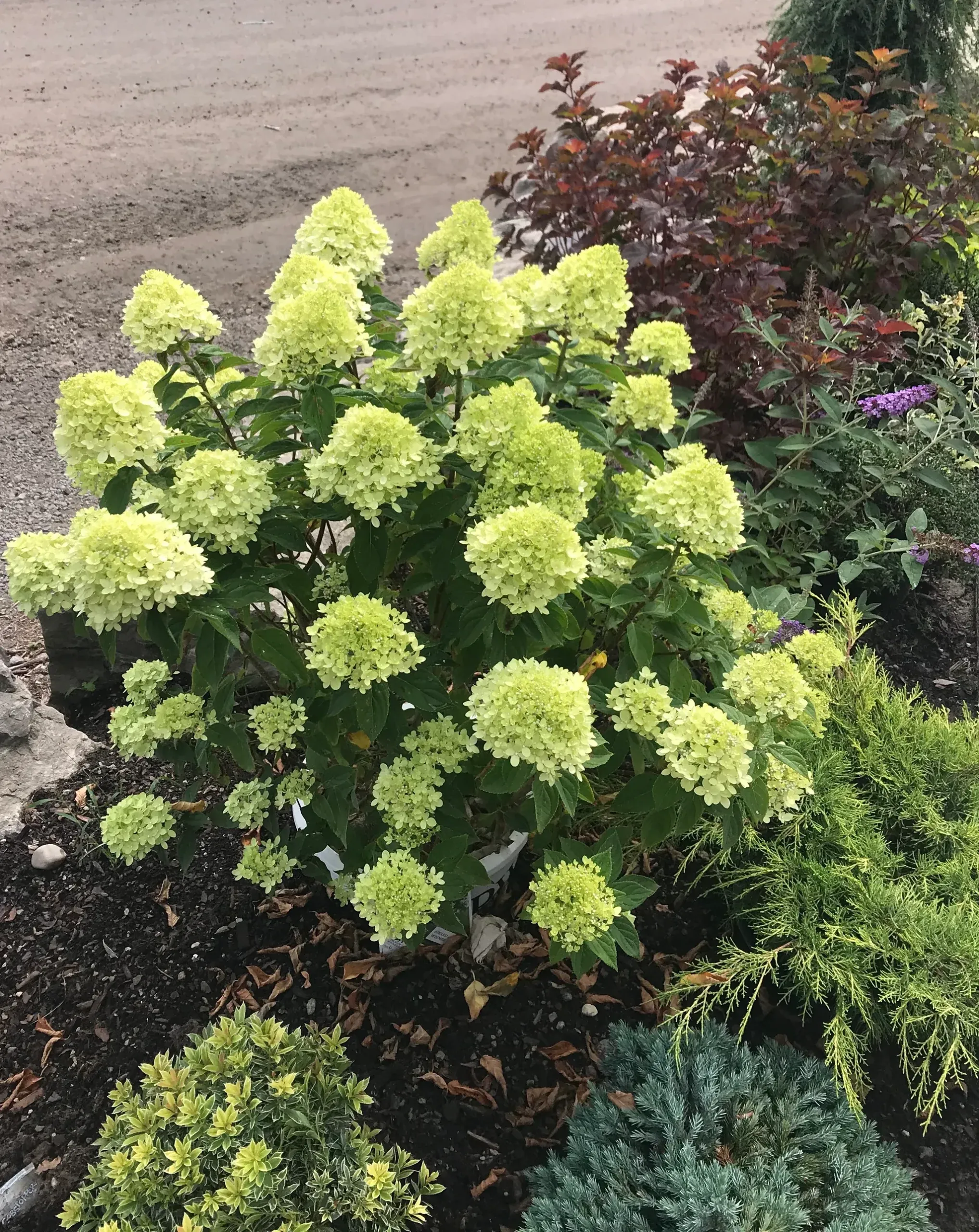 Living Little Lime  — photograph 1