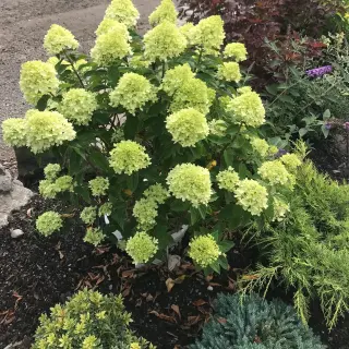 Living Little Lime