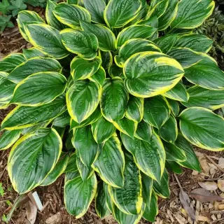 Hosta 'Swamp Thing'