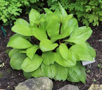Hosta ‘Lemon Snap’ — 1. foto