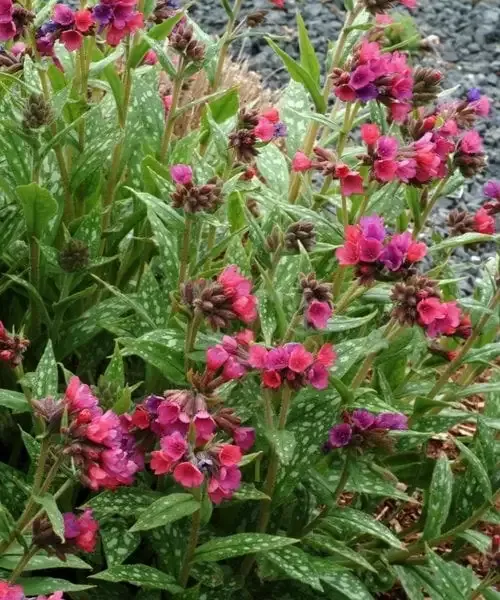 Lakacis - Pulmonaria Raspberry Splash — 2 nuotrauka